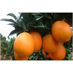 预售生鲜水果 正宗赣南脐橙 专供出口 20斤装 产地直发 包